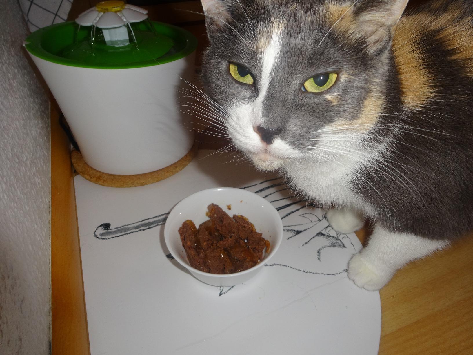 Rettung für Allergie-Katze