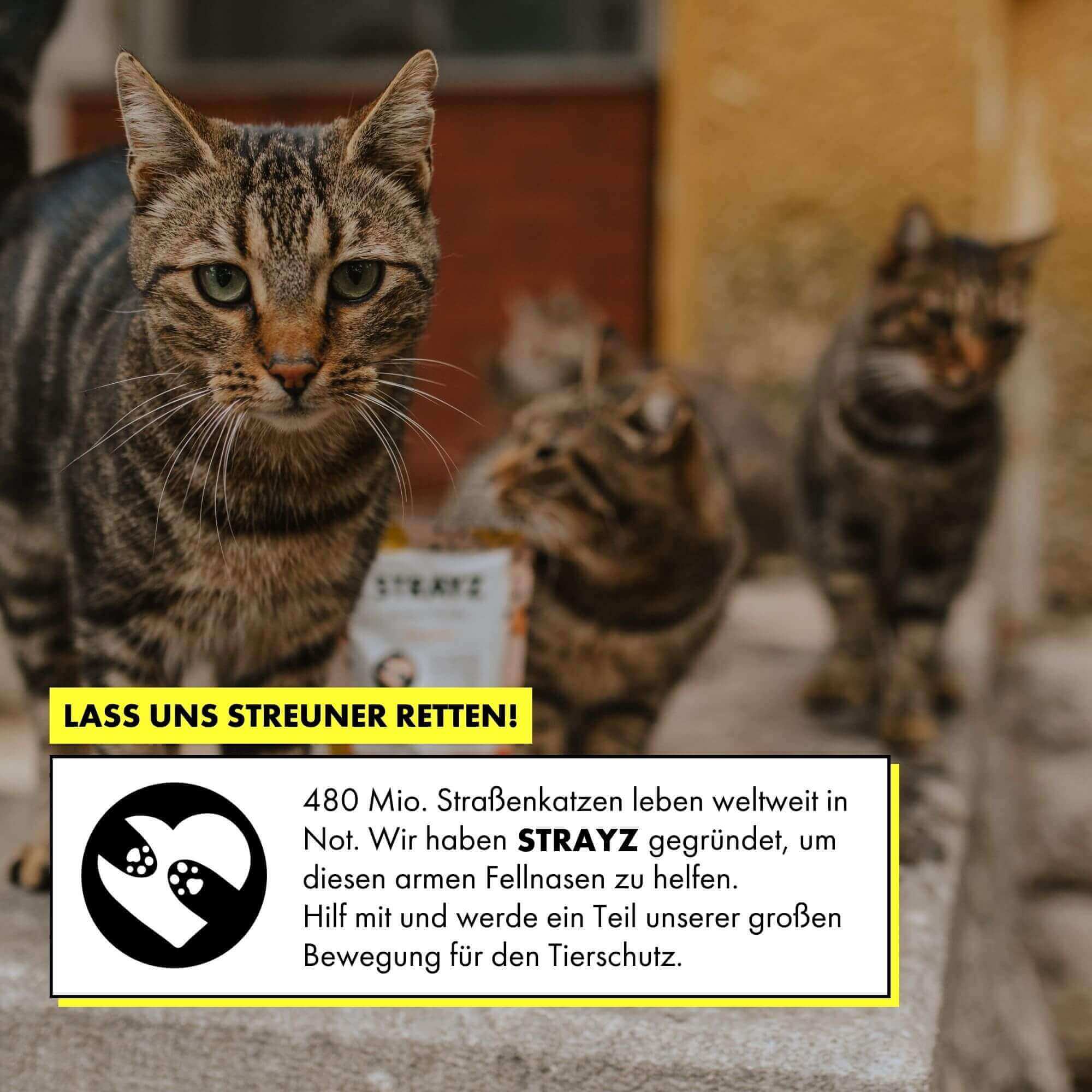 strayz-bio-katzensuppe-lachs-rosmarin-14x40g image 5