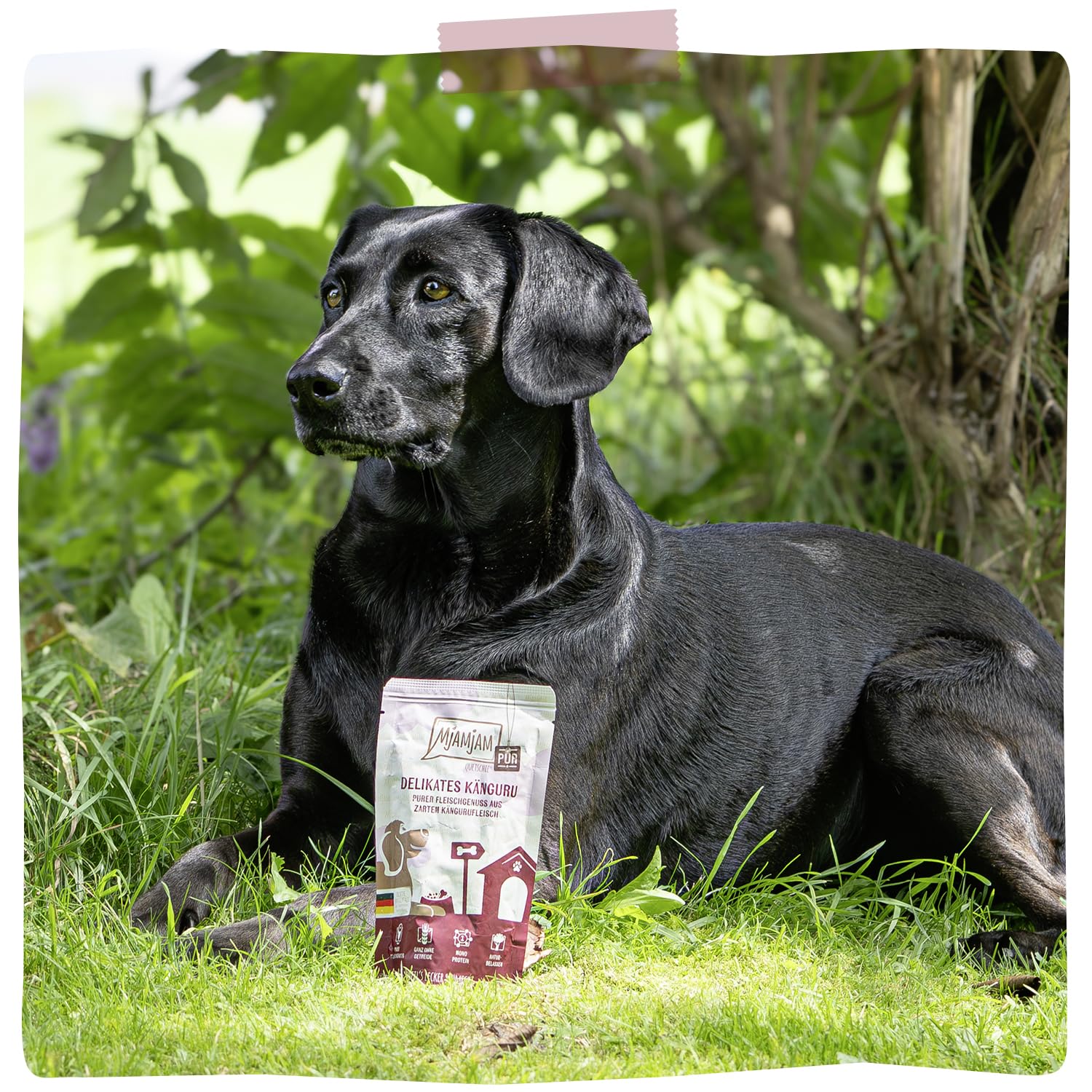 mjamjam-purer-fleischgenuss-premium-nassfutter-f-r-hunde-k-nguru-pur-6-x-800g image 6