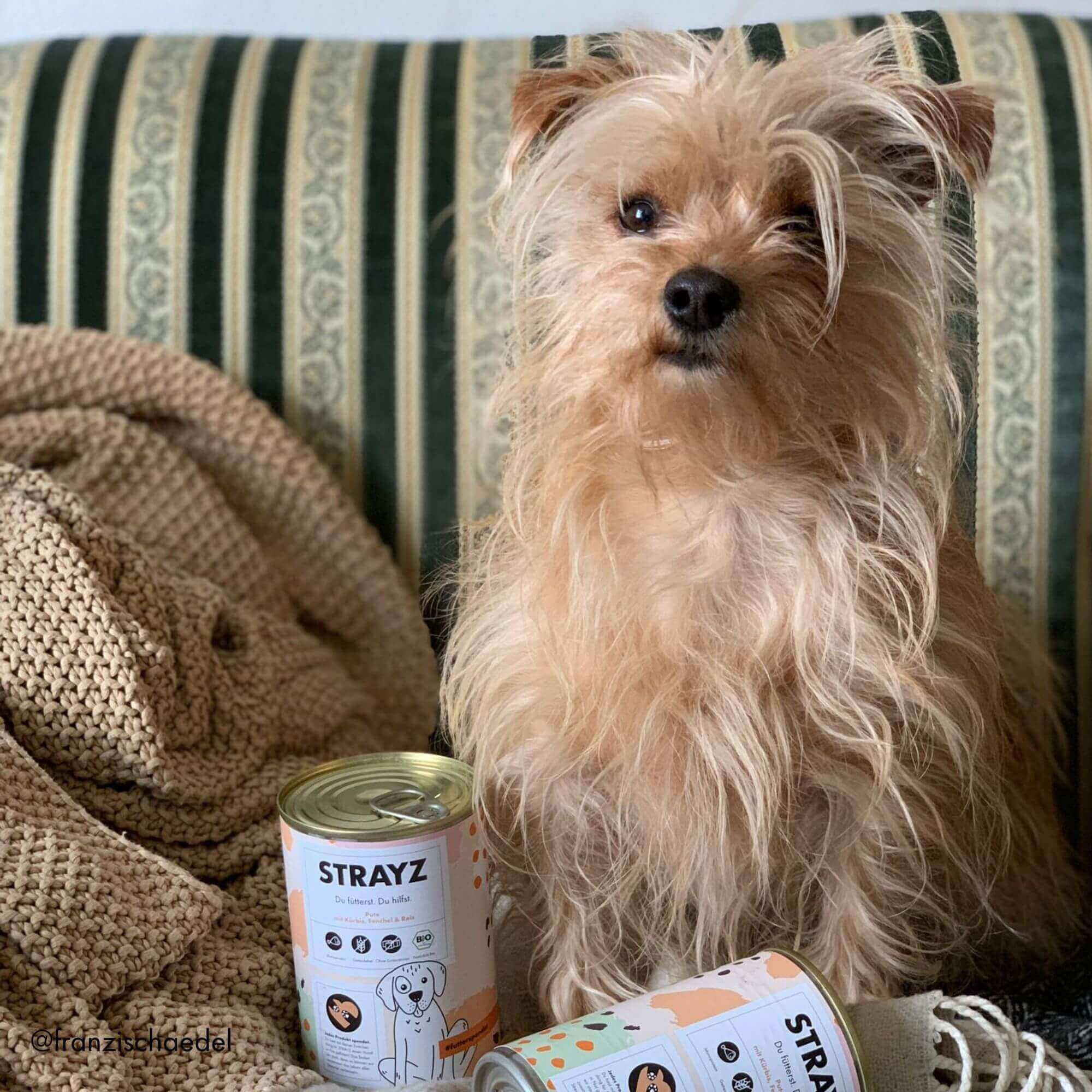 strayz-bio-hunde-nassfutter-pute-mit-k-rbis-fenchel-reis image 8