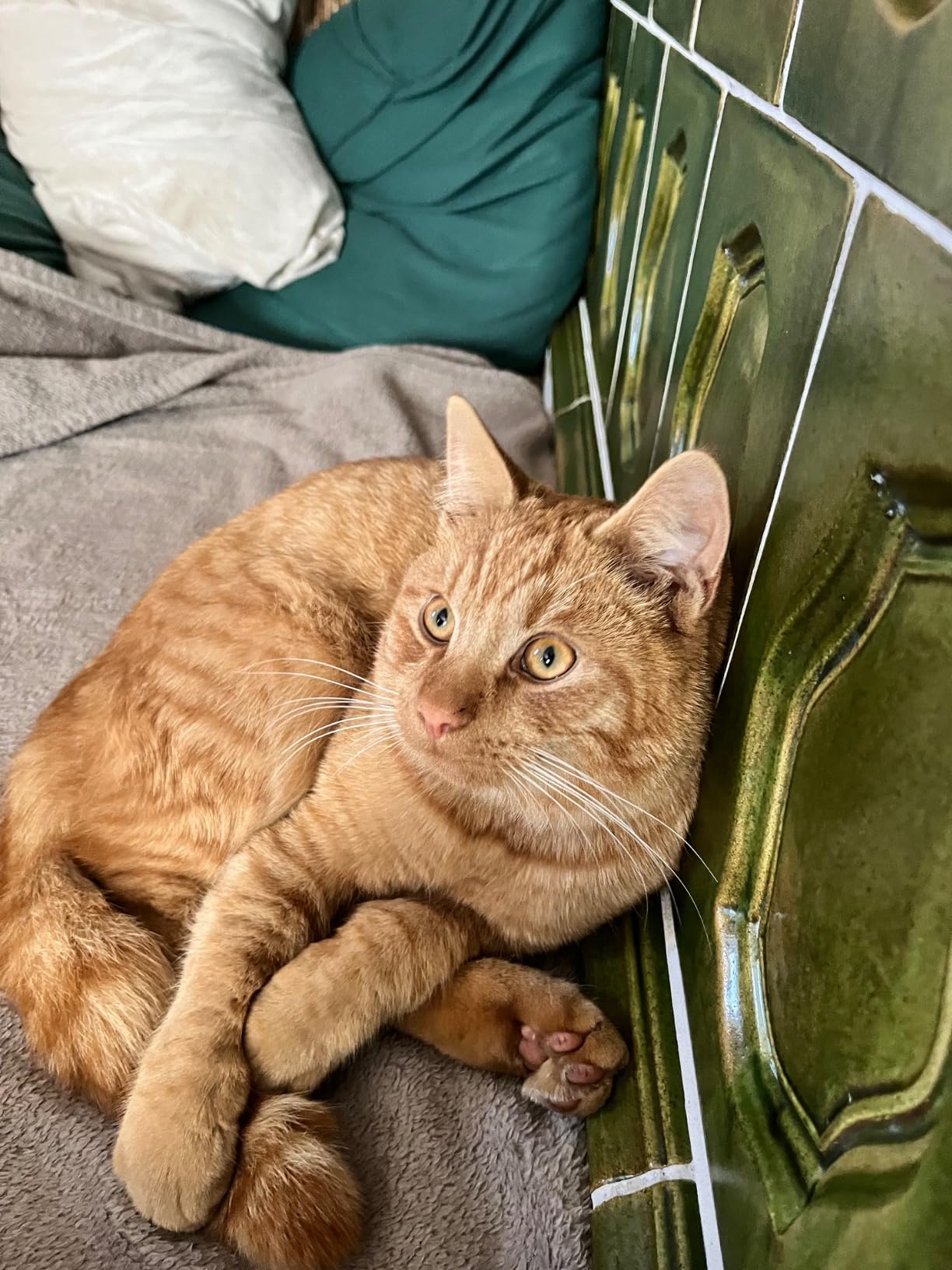 Beide Katzen lieben es