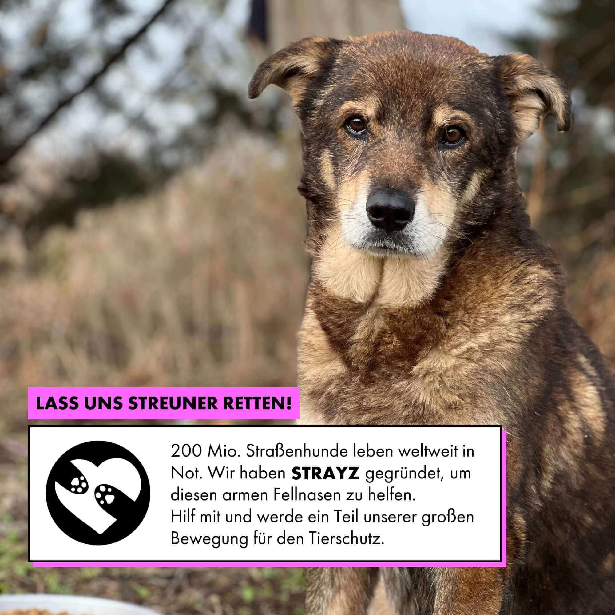 strayz-bio-hunde-nassfutter-pute-mit-k-rbis-fenchel-reis image 7