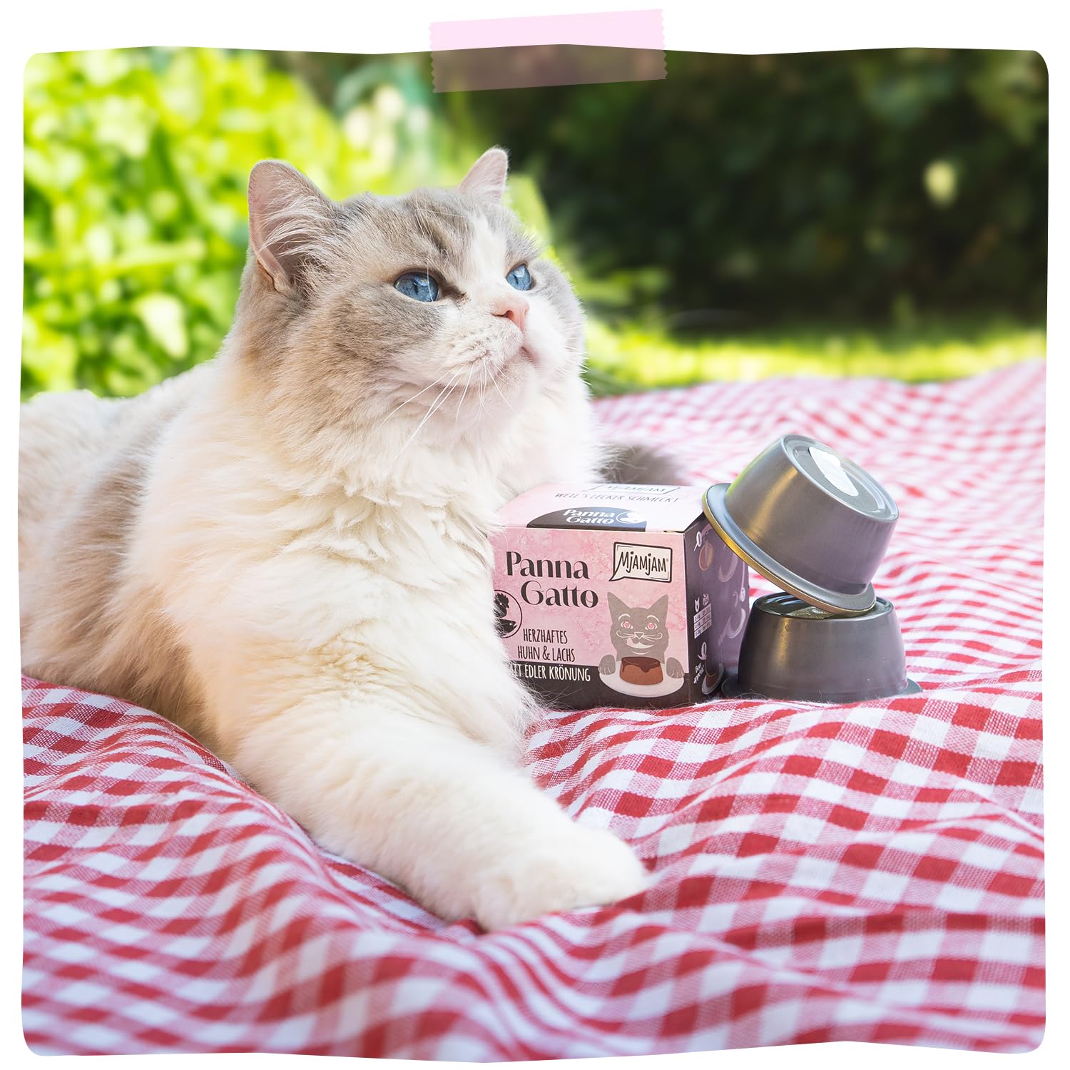 mjamjam-panna-gatto-premium-nassfutter-f-r-katzen-huhn-lachs-mit-kr-nung-2-x-80- image 6