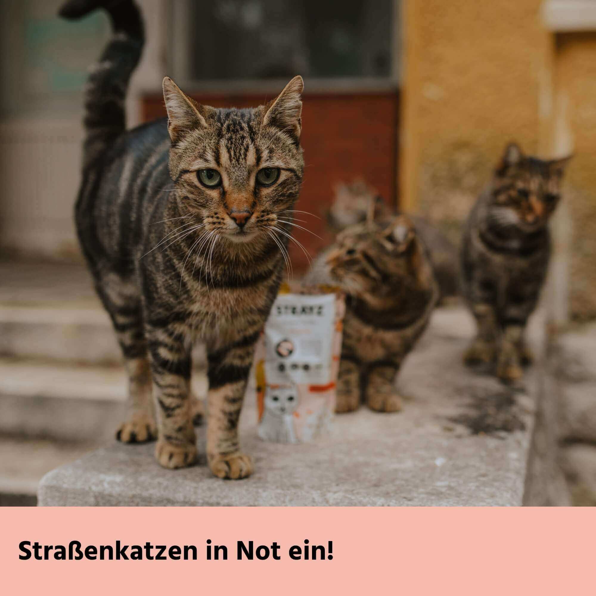 strayz-gutschein-geschenkgutschein-f-r-katzen-hundefutter image 4