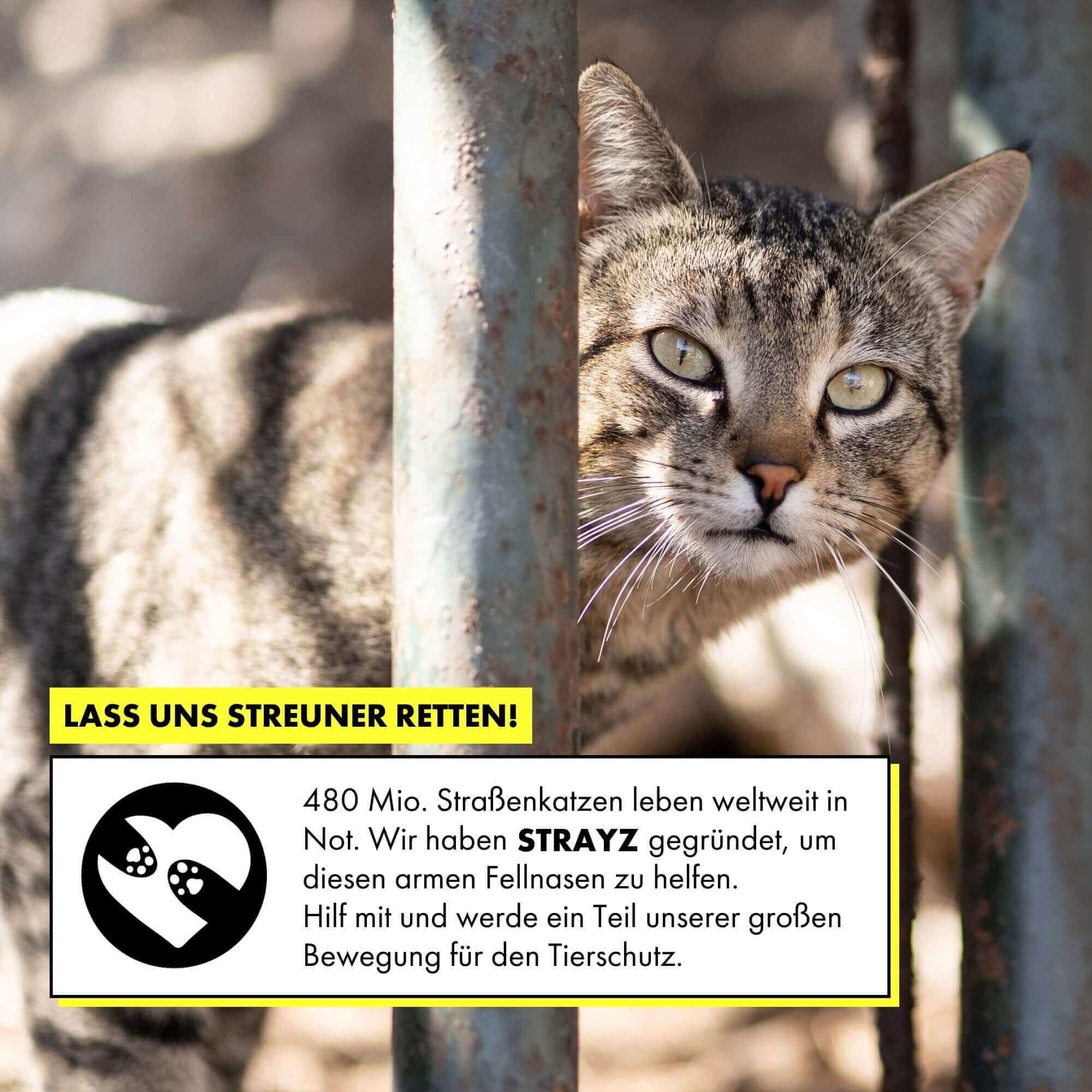 strayz-100-lachs-gefriergetrockneter-bio-snack-f-r-katze-hund image 4