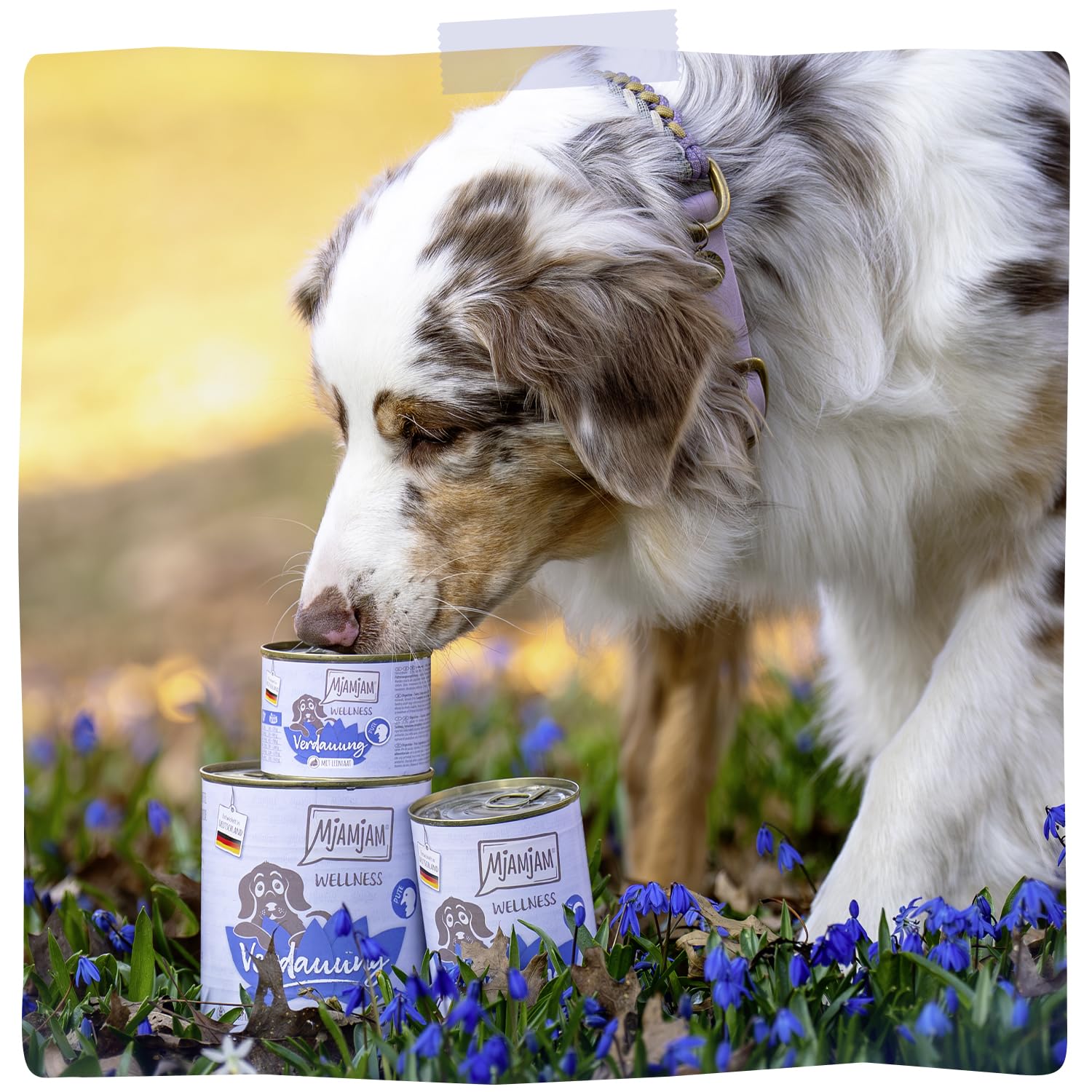 mjamjam-wellness-verdauung-premium-nassfutter-f-r-hunde-pute-6-x-400-g image 5