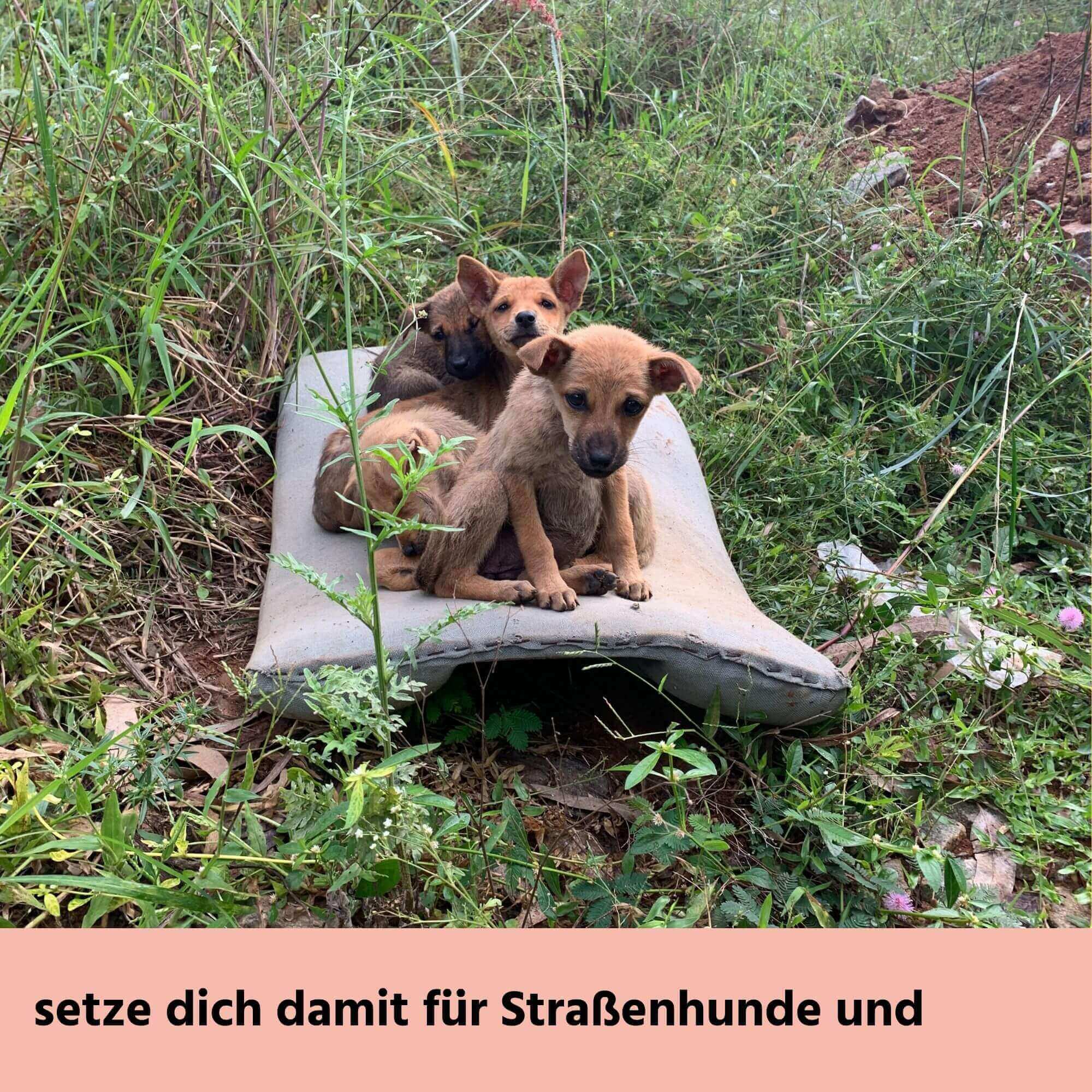 strayz-gutschein-geschenkgutschein-f-r-katzen-hundefutter image 3